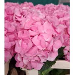 Hortensia Hol. My Beautiful Diana 60cm 16/18