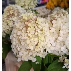 Hortensia Hol. Limelight 60cm 11/13