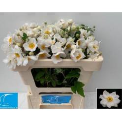 Anemona Hol. Ov. White 70cm