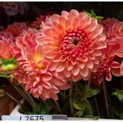 Dalia Hol. Hillc Suffusion 50cm "CC50"