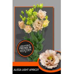 Lisiantus Hol. Alissa L Apricot 70cm 55gr "Waalzicht"