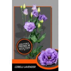 Lisiantus Hol. Corelli Lavander 70cm 55gr "Waalzicht"