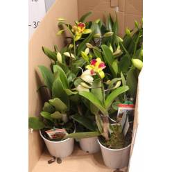 P. Orquidea Cattleya 12/25cm x8