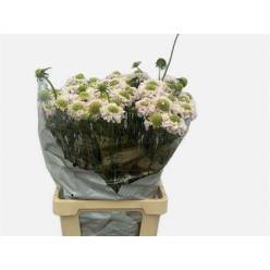 Scabiosa Atro Vanilla Bon Bon Scoop 65cm "T50"