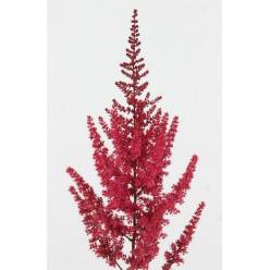 Astilbe Paul Gaarde 60cm Rj (7 Dias - 2)