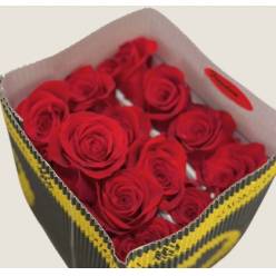 Rosa Col. Freedom 60cm "Ta�a" (7 Dias - 2�)