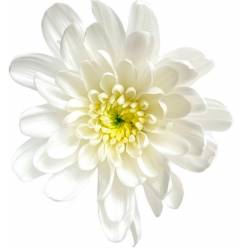 Margarita Col. C. Bonita Bl. (7 Dias - 2�)