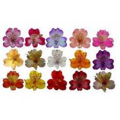 Alstroemeria Col. Fancy Mixta  (7 Dias - 2�)