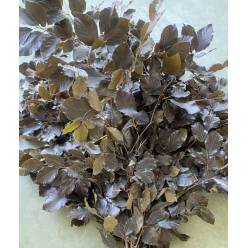 Fagus Estabilizado Green 70cm 100g