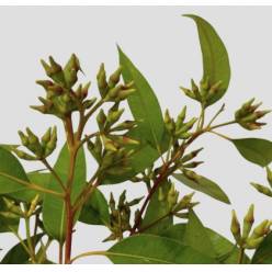 Eucalipto Italia Robusta Green 70cm 300gr