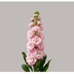 Aleli Italia Iron Cherry Blossom 50cm
