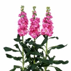 Aleli Italia Iron Rose 50cm