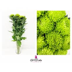 Uniflor Ita. Ofir 100gr Vd.