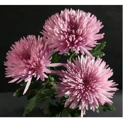 Uniflor Ita. Anastasia Pink 100gr