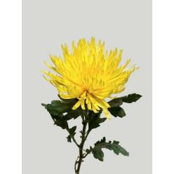 Uniflor Ita. Anastasia Amarillo 100gr
