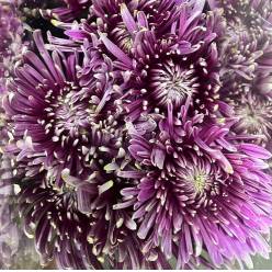 Uniflor Ita. Tula Purple 100gr
