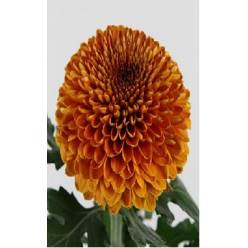 Uniflor Ita. Paladov Dark 100gr
