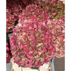 Hortensia Hol. Mag. Sweet Ruby 80cm 20/22