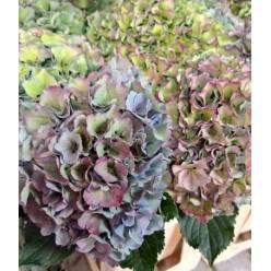 Hortensia Hol. Roy. Parade Classic 80cm 23/25 Bic.