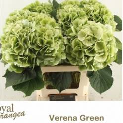 Hortensia Hol. White Verena Classic 60cm 20/22