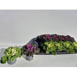 P. Brassica Ol Gekruld 13/20cm "CC8"