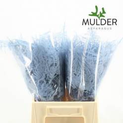 Esparraguera Pintada Light Blue 45cm "T50"