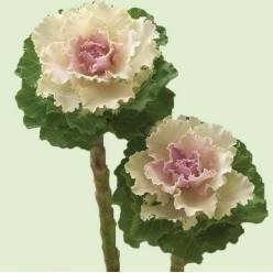 Brassica Hol. Crane Ruffle Bicolor 70cm