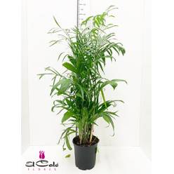 P. Chamaedorea Seifrizii 21/120cm 15T