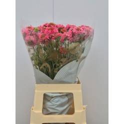 Scabiosa Atro Cotton Candy Scoop 65cm "T50"