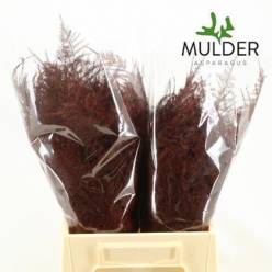 Esparraguera Pintada Burdeos 65cm "T50"