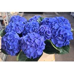 Hortensia Hol. Roy. Crown Blue 80cm 18/20 Bic.