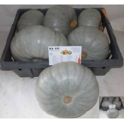 Calabazas Jarrahdale 20cm