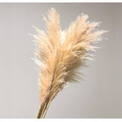 Cortaderia Gynerium Premium 140cm