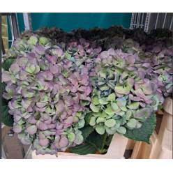 Hortensia Hol. Destiny Classic 80cm 20/22