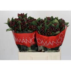 Hypericum R. Rocky 50cm "T25"