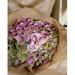 Hortensia Hol. Roy. Palace Classic 50cm 13/15