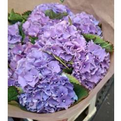 Hortensia Hol. Roy. Sunset 60cm 13/15 Az.