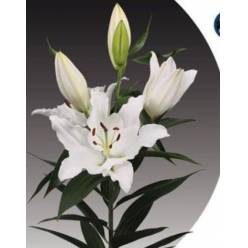 Oriental Hol. Bl. Ascot 80cm 3 fl.