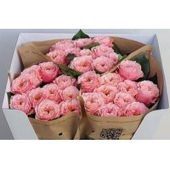 Rosa Hol. Elena 40cm Rs.