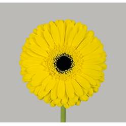 Gerbera Hol. Don Leo Am. "T25" (7 Dias - 2)