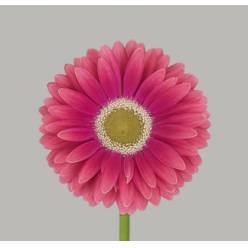 Gerbera Hol. Unique "T25" (7 Dias - 2)