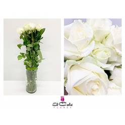 Rosa Hol. Avalanche 60cm B1 (7 Dias - 2�)