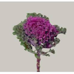 Brassica Hol. Ruffle Red 60cm Mo