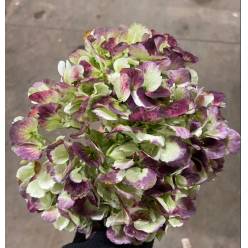 Hortensia Jumbo Antic Green Red Malbec 60cm 19/20 "CC20"