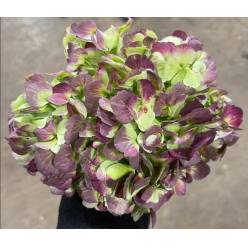 Hortensia Antic Green Red Malbec 60cm 17/18