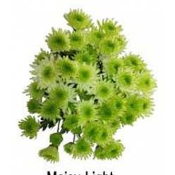 Margarita Col. C. Lime Green