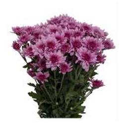 Margarita Col. C. Pink Thirza