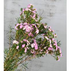 Flor Cera Hol. Danc Queen 60cm 45gr Rs. "T25"