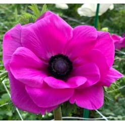 Anemona Ecu. Mistral Fucsia 35cm