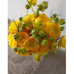 Ranunculos Ecu. Moderna Giallo 55cm